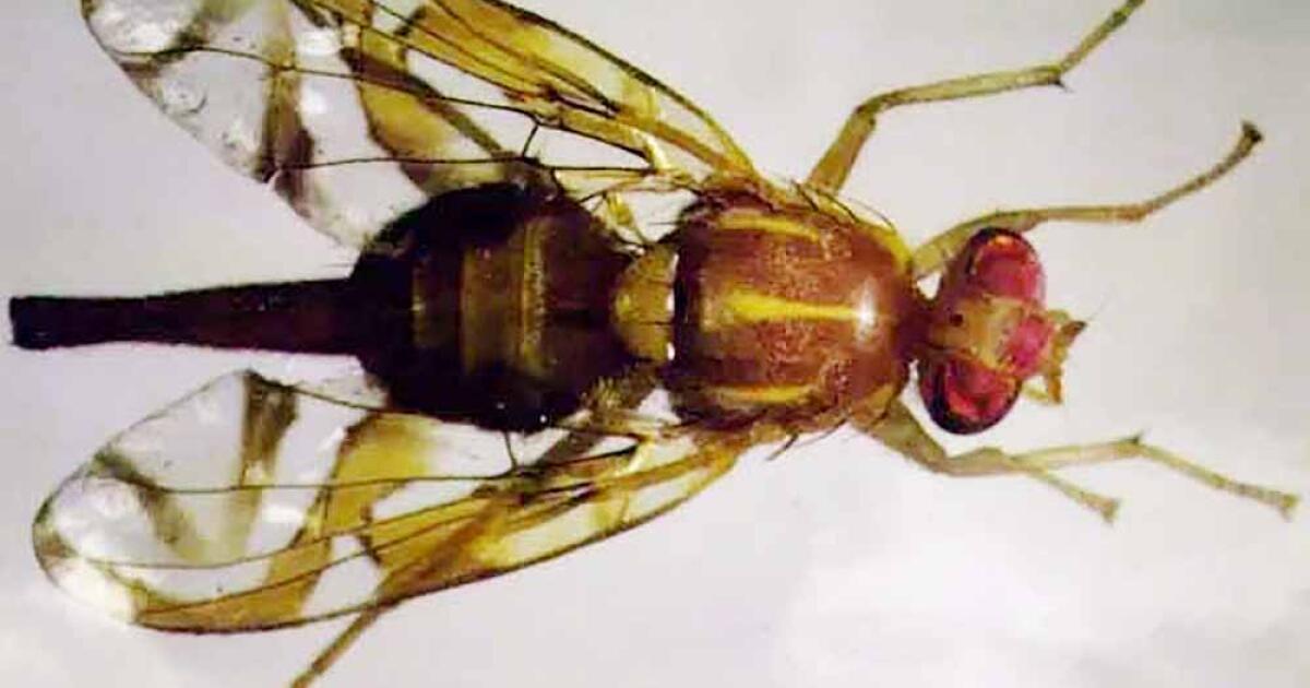 Home 5 Millions of sterile male Mexican fruit flies to be released in San Diego County