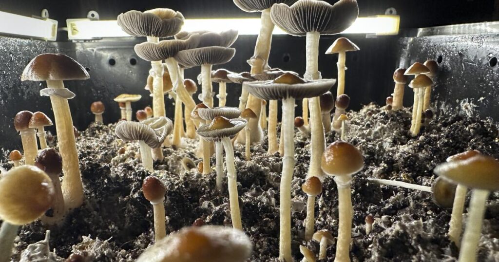 San Diego Father Admits Enlisting His Young Children in Psilocybin Mushroom Operation and Feeding Them Capsules Daily San Diego Father Admits Enlisting His Young Children in Psilocybin Mushroom Operation and Feeding Them Capsules Daily