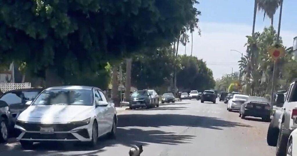 ‘Catch that pig. Be a hero.’ A pursuit in West Hollywood goes viral ‘Catch that pig. Be a hero.’ A pursuit in West Hollywood goes viral